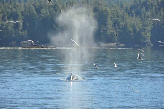 'Sopro' de baleia quase acerta pássaro, em passeio de barco em Telegraph Cove, na Vancouver Island, na Columbia Britânica, costa oeste do Canadá